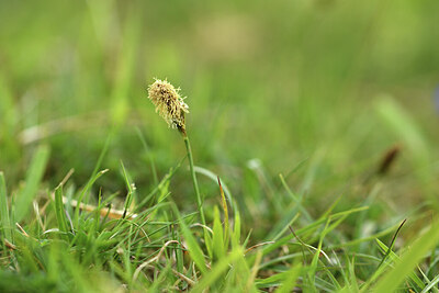 BUITEN BEELD Foto: 428510