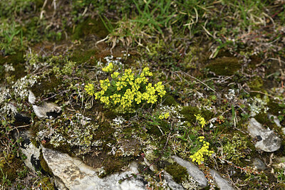 BUITEN BEELD Foto: 428515