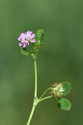 BUITEN BEELD Foto: 428521