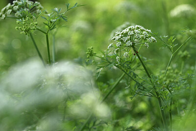 BUITEN BEELD Foto: 428522