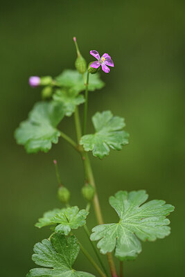 BUITEN BEELD Foto: 428523