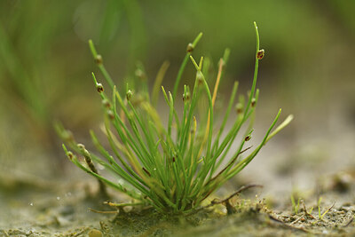 BUITEN BEELD Foto: 428525