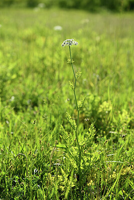 BUITEN BEELD Foto: 428536