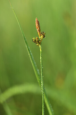 BUITEN BEELD Foto: 428539