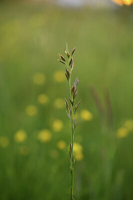 BUITEN BEELD Foto: 428542