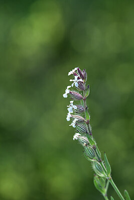 BUITEN BEELD Foto: 428545