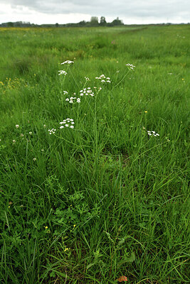 BUITEN BEELD Foto: 428547