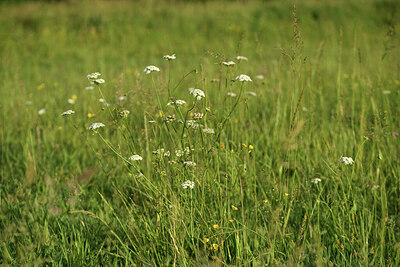 BUITEN BEELD Foto: 428549