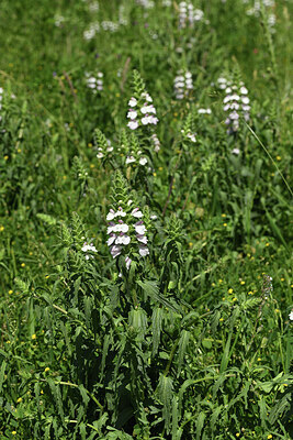 BUITEN BEELD Foto: 428558