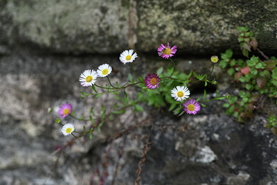 BUITEN BEELD Foto: 428562