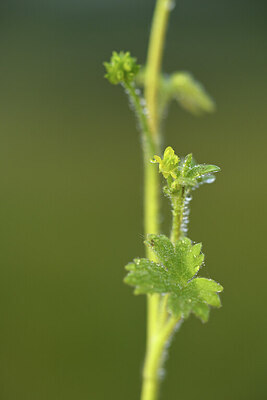 BUITEN BEELD Foto: 428564