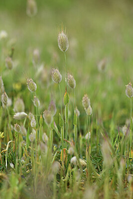 BUITEN BEELD Foto: 428569