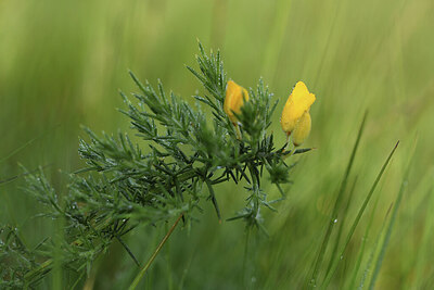 BUITEN BEELD Foto: 428575