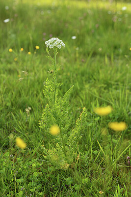 BUITEN BEELD Foto: 428578