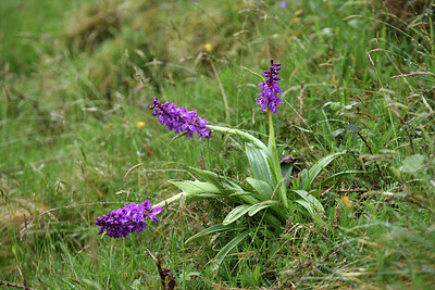 BUITEN BEELD Foto: 428590