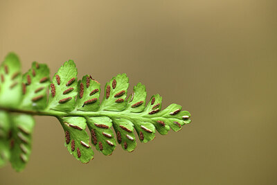 BUITEN BEELD Foto: 428613