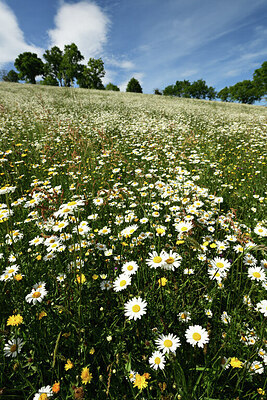 BUITEN BEELD Foto: 428617