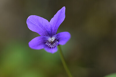 BUITEN BEELD Foto: 428636