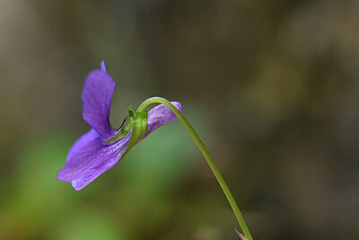 BUITEN BEELD Foto: 428652