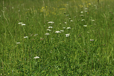 BUITEN BEELD Foto: 428667