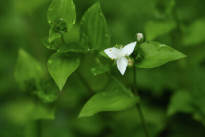 BUITEN BEELD Foto: 428677