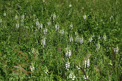 BUITEN BEELD Foto: 428705