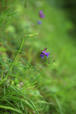 BUITEN BEELD Foto: 428716