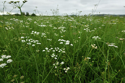 BUITEN BEELD Foto: 428722