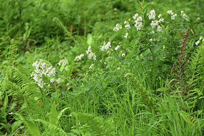 BUITEN BEELD Foto: 428723