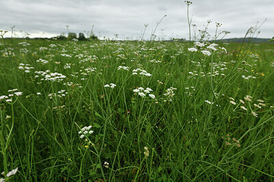 BUITEN BEELD Foto: 428736