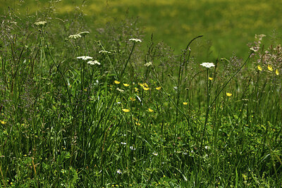 BUITEN BEELD Foto: 428738