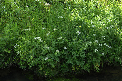 BUITEN BEELD Foto: 428760