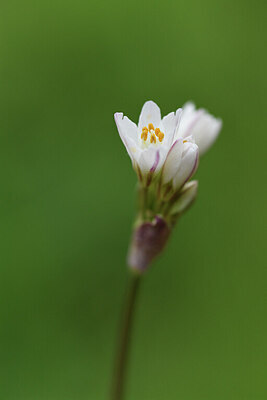 BUITEN BEELD Foto: 428778