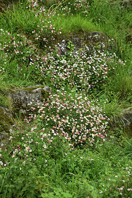 BUITEN BEELD Foto: 428785