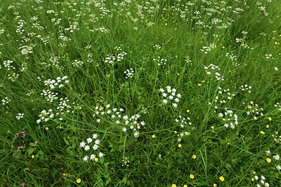 BUITEN BEELD Foto: 428797