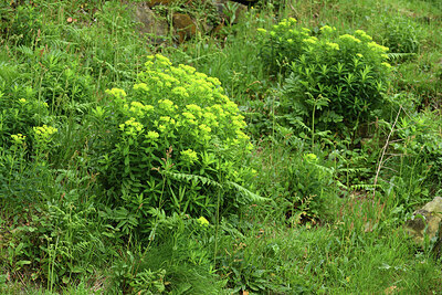 BUITEN BEELD Foto: 428807