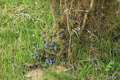 BUITEN BEELD Foto: 428811