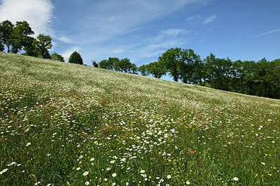 BUITEN BEELD Foto: 428835