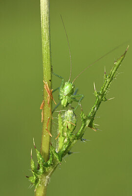 BUITEN BEELD Foto: 428903