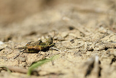 BUITEN BEELD Foto: 428915