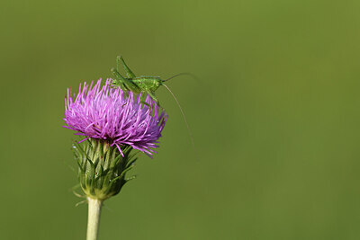 BUITEN BEELD Foto: 428917