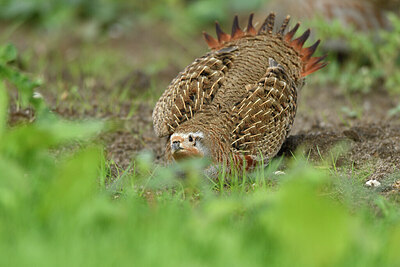 BUITEN BEELD Foto: 428922