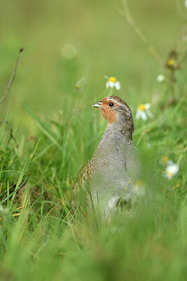 BUITEN BEELD Foto: 428927