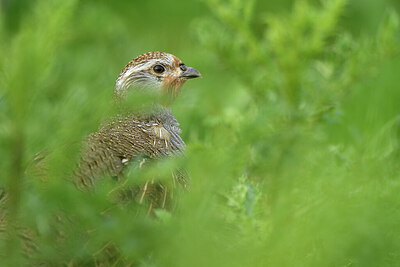 BUITEN BEELD Foto: 428928