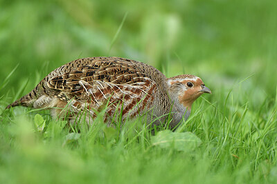 BUITEN BEELD Foto: 428929