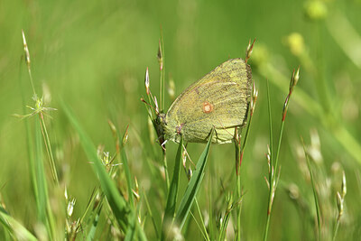 BUITEN BEELD Foto: 428931