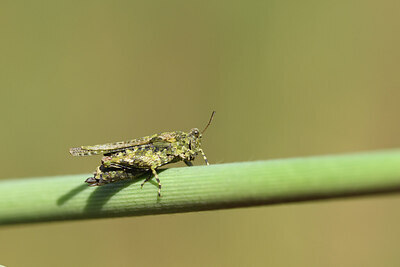 BUITEN BEELD Foto: 428932