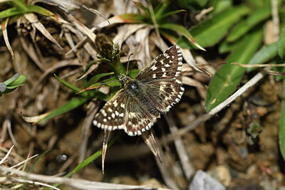 BUITEN BEELD Foto: 428933