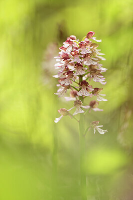 BUITEN BEELD Foto: 428986