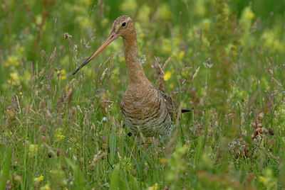 BUITEN BEELD Foto: 42004